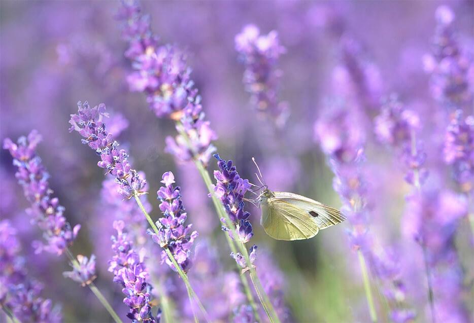 Lawenda i motyl