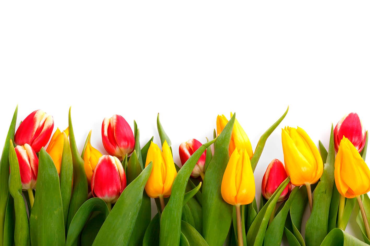Tulipany