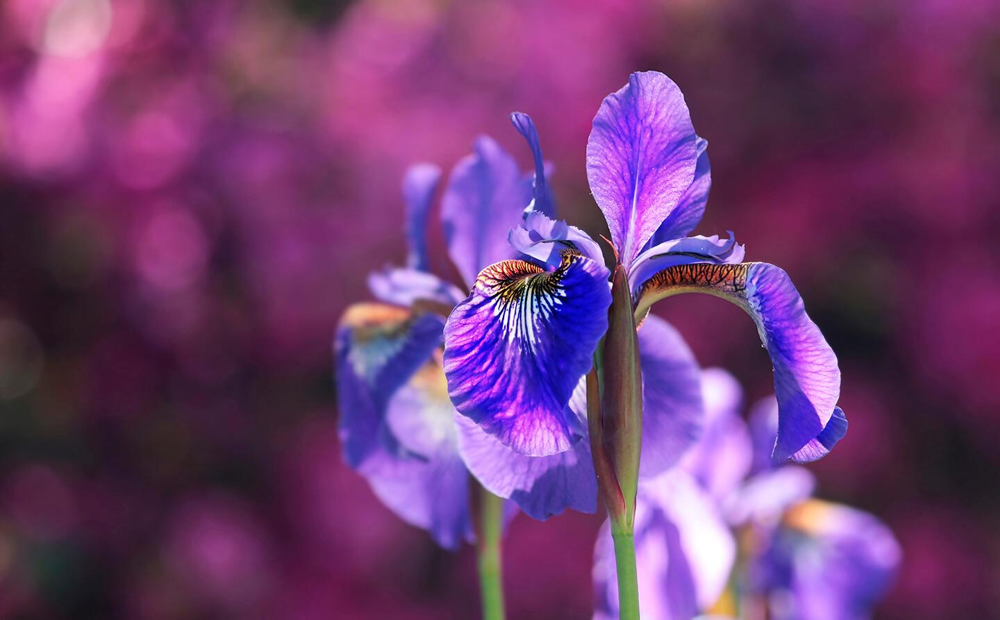 Purpurowy irys bagienny