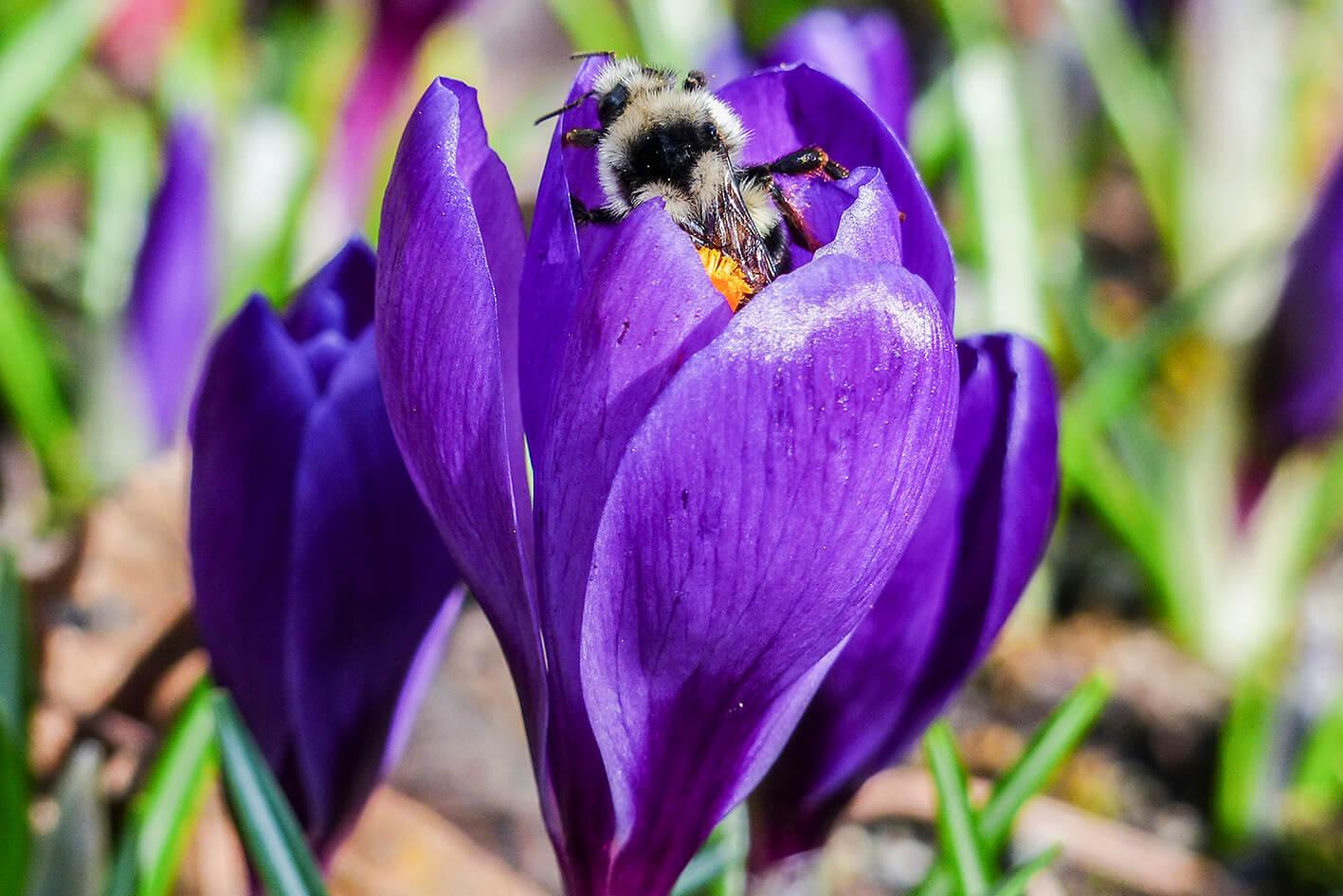 Krokus i trzmiel