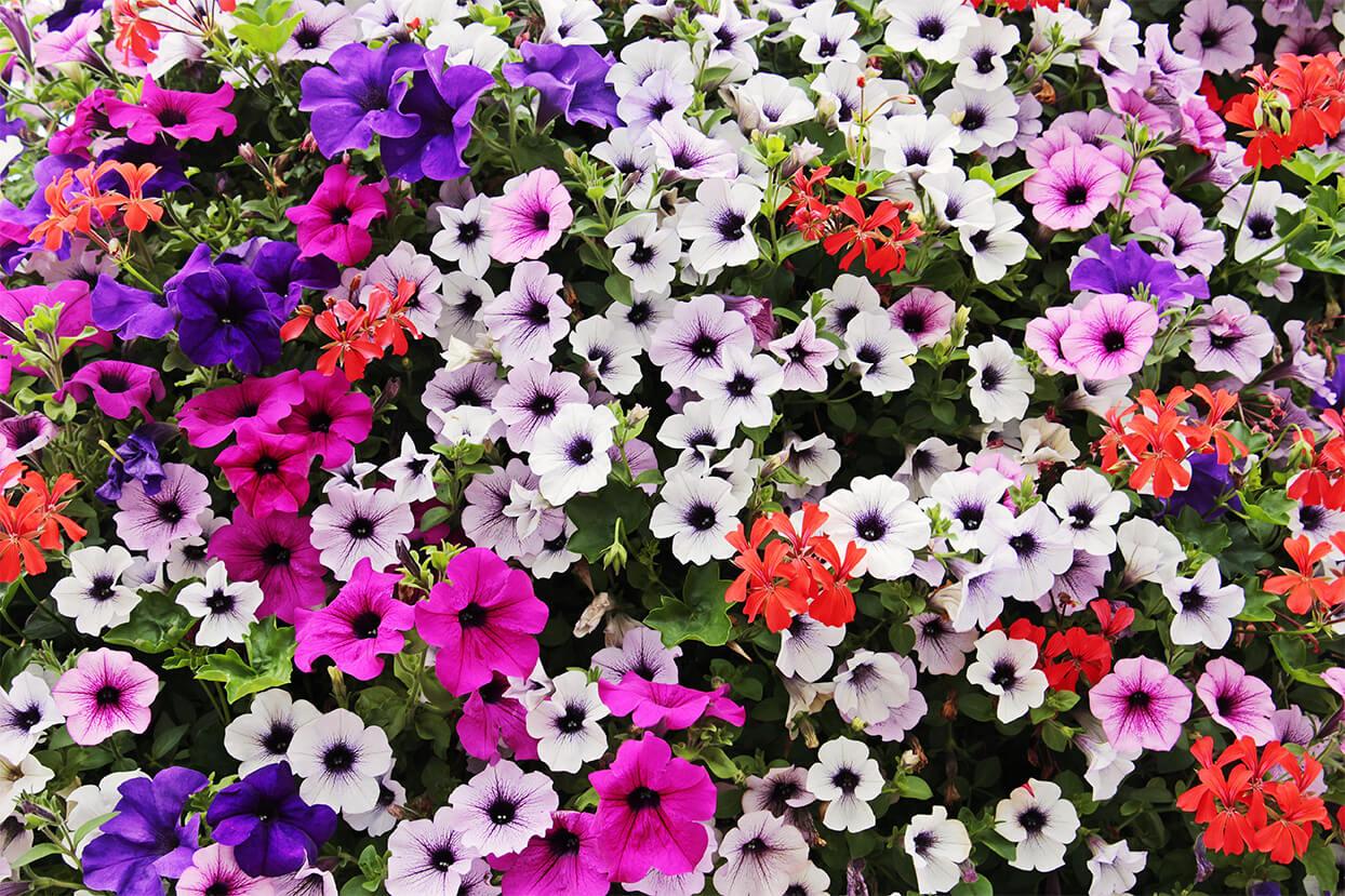 Petunia