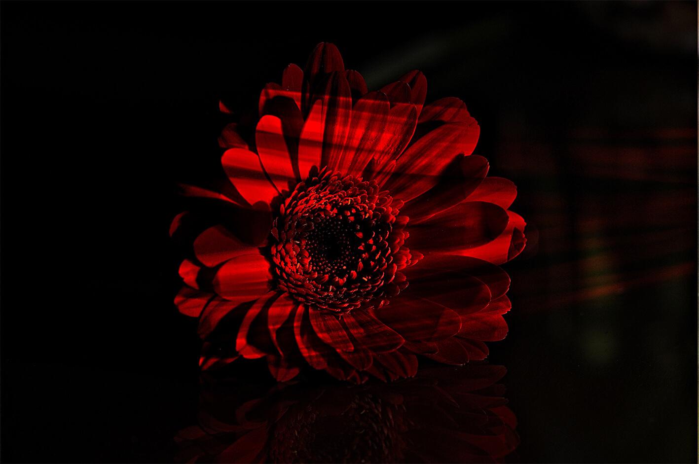 Czerwona gerbera