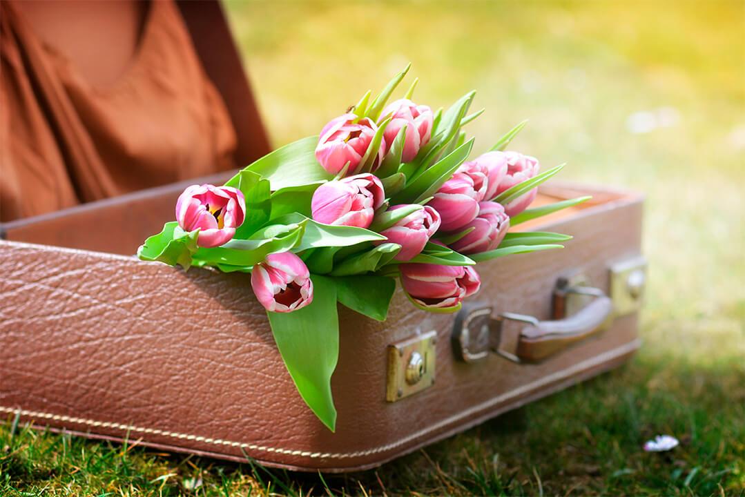 Tulipany w walizce