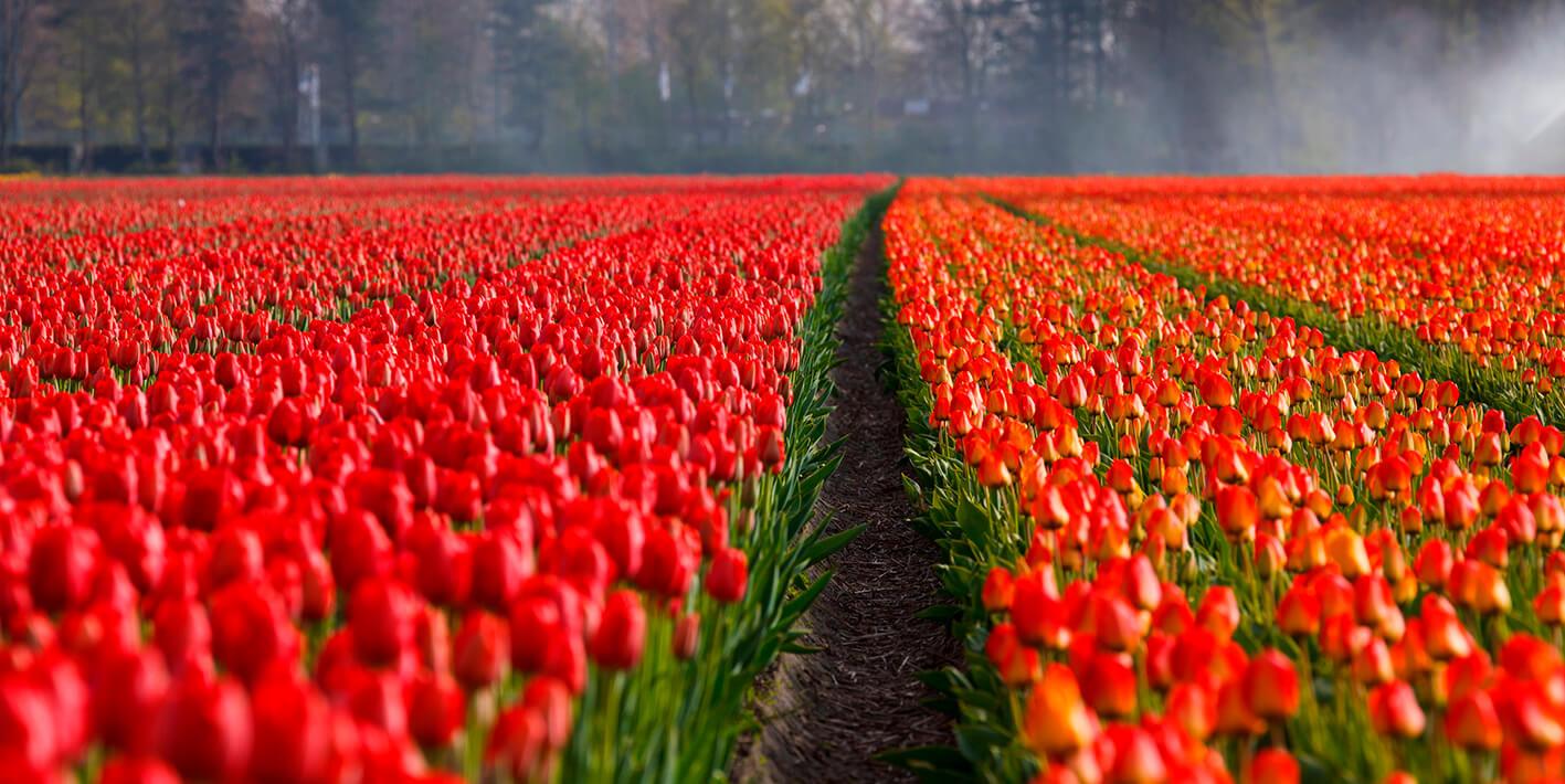 Pole tulipanów