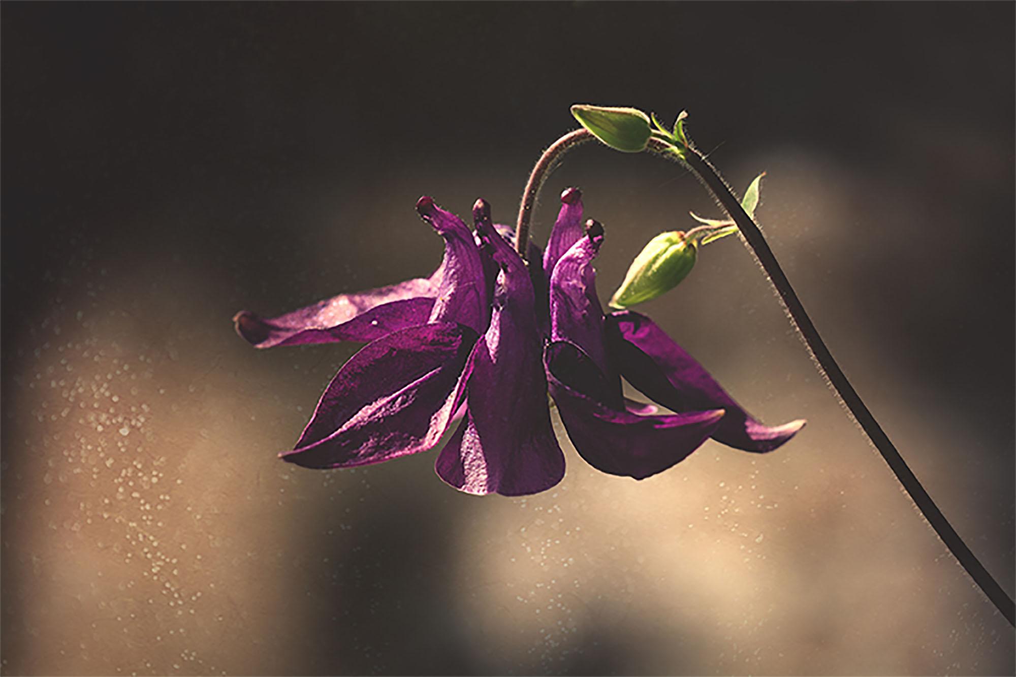 Fioletowa orlik