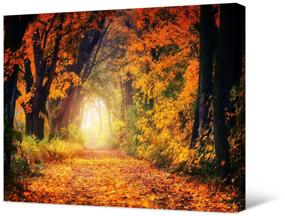 Obraz fotograficzny na płótnie - Ścieżka