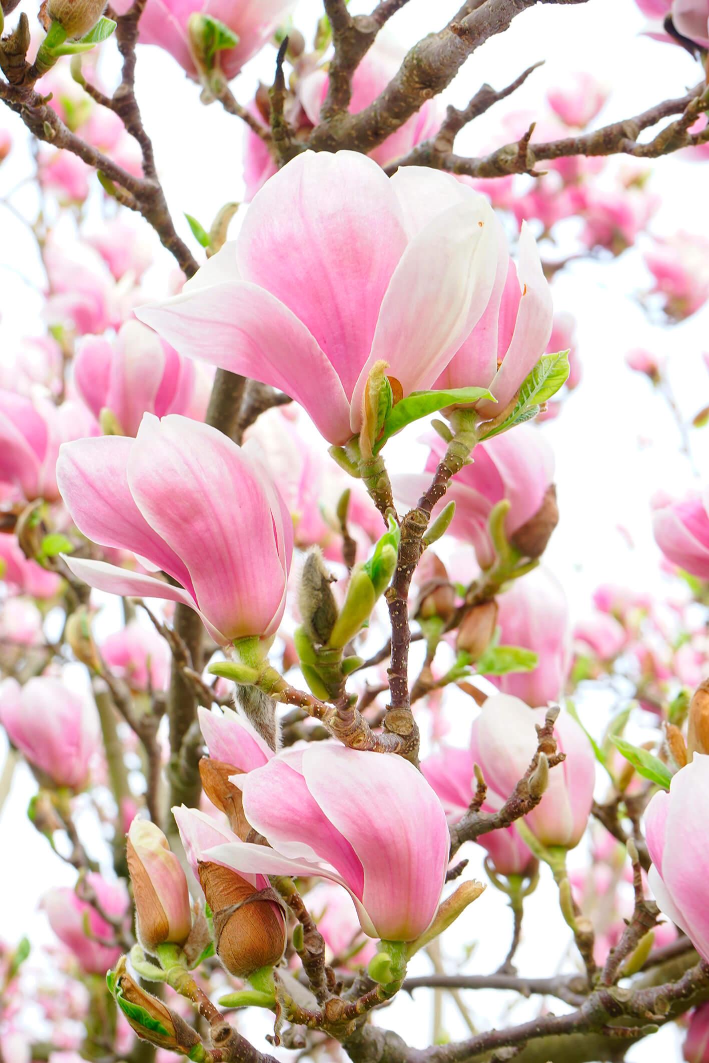 Drzewo magnolii